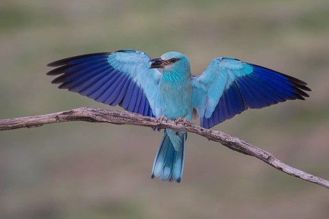 European Roller (Coracias garrulus) perched on a branch with a beetle in its beak, Subotica, Serbia