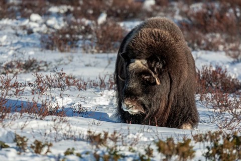 A blind musk ox cow (Ovibos moschatus) comes very close to me and 1 hour later I am in mortal