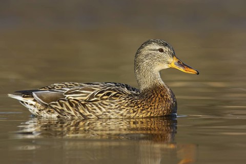 Mallard (Anas platyrhynchos) female, British Columbia, Canada