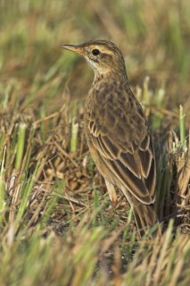 Richard's Pipit (Anthus richardi), Oman