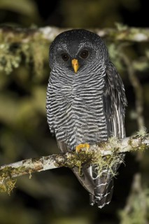 Black-banded Owl (Strix huhula), Ecuador