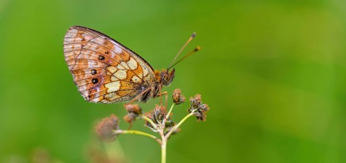 Meadowsweet Fritillary, Meadowsweet Fritillary, Violet Fritillary, (Brenthis ino), Noble Butterfly,