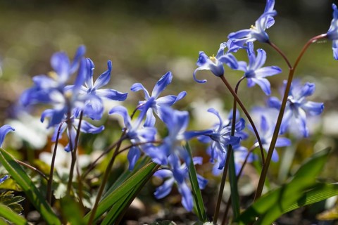 Blue stars (Scilla) in bloom, Saxony