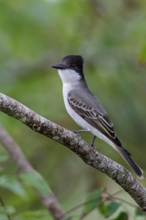 Loggerhead Kingbird (Tyrannus caudifasciatus) perched on a branch in Cuba