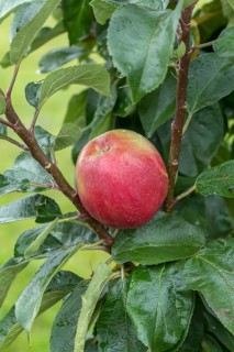 Columnar apple (Malus domestica 'Berbat'), Bundessortenamt Prüfstelle Wurz, Germany