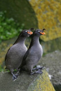 Crested Auklet (Aethia cristatella), Alaska, USA