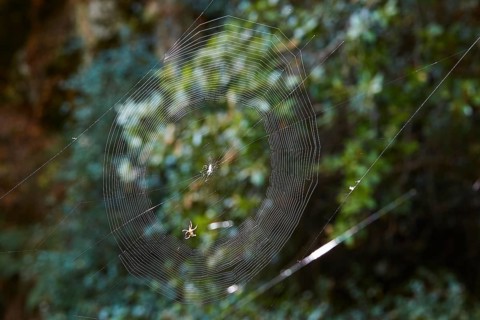A filigree spider web with a spider (aranea), in the background dense forest vegetation,