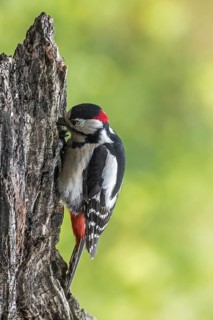 Great spotted woodpecker (Dendrocopos major), greater spotted woodpecker male foraging on tree