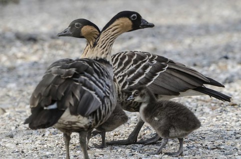 Nene (Branta sandvicensis) captive, pair with juvenile, Schleswig-Holstein, Germany