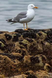 Yellow-legged Gull (Larus michahellis), adult on stone shore, Galicia, Spain