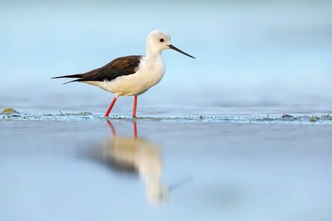 Black-winged Stilt, (Himantopus himantopus), avocet family, biotope, habitat, foraging, East Khawr
