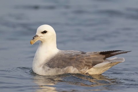 Northern Fulmar (Fulmarus glacialis), Iceland