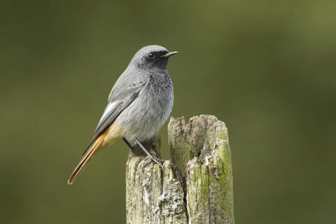 Black Redstart (Phoenicurus ochruros) male, Rhineland-Palatinate, Germany