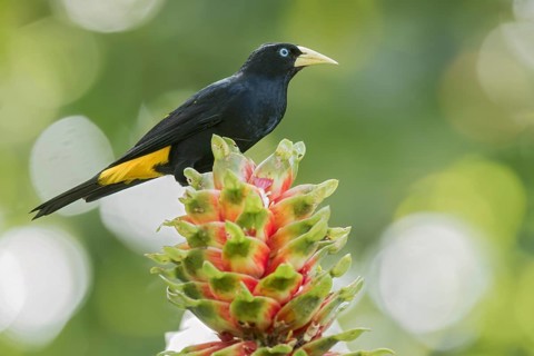Yellow-rumped Cacique (Cacicus cela) perched on a branch in Panama