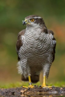 Northern Goshawk (Accipiter gentilis) female, Utrecht, Netherlands