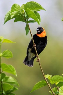 Black Bishop (Euplectes gierowii) male singing, perched on a branch, Lake Manyara, Tanzania