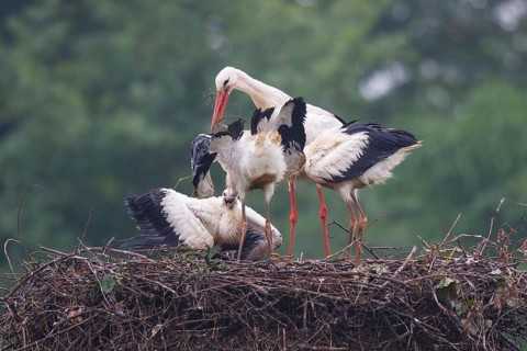 White Stork (Ciconia ciconia) with young in nest, North Rhine-Westphalia, Germany
