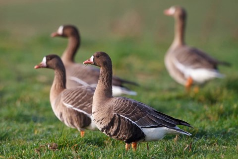 Greater White-fronted Goose (Anser albifrons), North Rhine-Westphalia, Germany