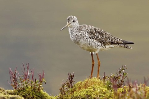 Greater Yellowlegs (Tringa melanoleuca), Ecuador