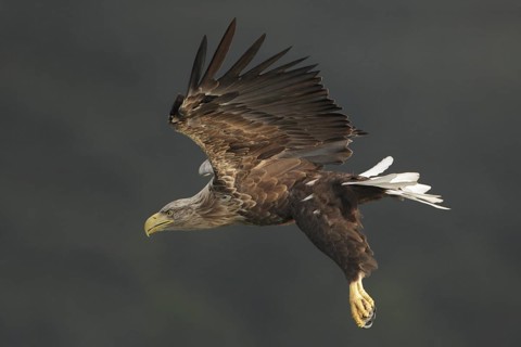 Seeadler; lat. Haliaeetus albicilla; Männchen im Sinkflug mit hängenden Fängen vor dunklem Wald im