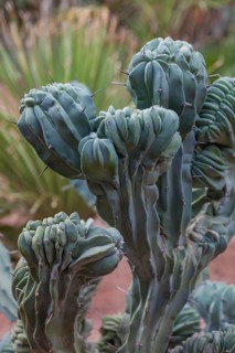 Myrtillocactus geometrizans cristata, Blue Crested Cactus, Cactus, Marrakech, Morocco