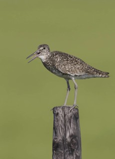 Willet (Tringa semipalmata) calling, Delaware, USA
