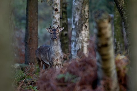 Fallow deer (Dama dama) with two broken antlers, photographed a few days earlier with only one