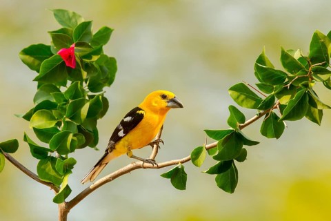 Yellow Grosbeak Pheucticus chrysopeplus dilutus El Tuito, Jalisco, Mexico 12 June Adult Male