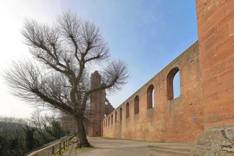 Limburg Abbey Ruins, Bare Filigree Tree, Church Ruins, Bad Dürkheim, German Wine Route,