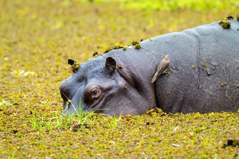 Hippopotamus (Hippopatamus amphibius) hiding in the swamp, Xakanaxa, Okavango Delta, Moremi Game