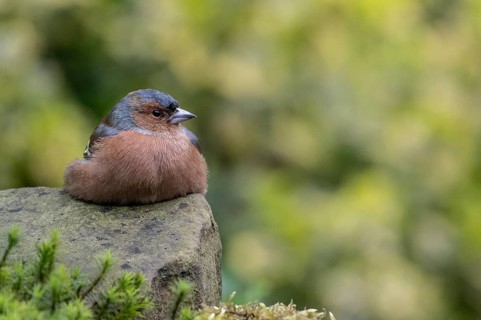 Chaffinch (Fringilla coelebs), Emsland, Lower Saxony, Germany