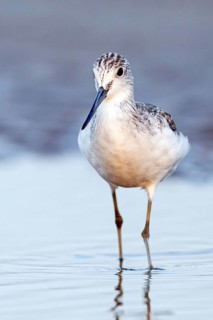 Greenshank, (Tringa nebularia) Wading bird, limesticks, foraging in mudflats, snipe family Muscat,