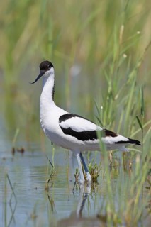 Avocet (Recurvirostra avosetta) adult wader standing in the shallow water of the lake shore zone,