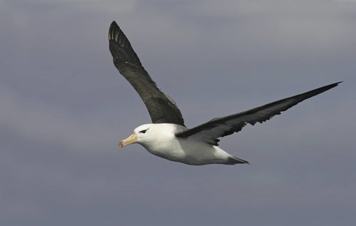 Black-browed Albatross (Thalassarche melanophris) flying, Australia