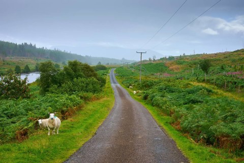 A widening road in a valley surrounded by green nature and sheep, Syre, Kinbrace, Scotland, United