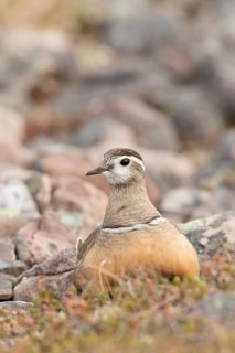 Eurasian Dotterel (Charadrius morinellus) male, Norway