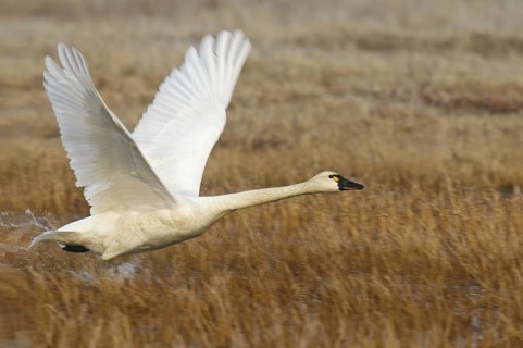 Tundra Swan (Cygnus columbianus) flying, Alaska, USA