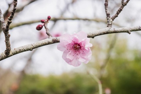 A delicate pink Prunus mume blossom blooms on a branch, surrounded by unopened buds. The blurred