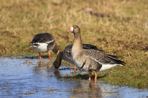 Greater White-fronted Goose (Anser albifrons), North Rhine-Westphalia, Germany