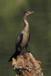 Reed Cormorant (Microcarbo africanus), Gambia
