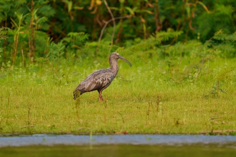 An ibis stands at the water's edge in a green environment and conveys a calm, natural atmosphere,