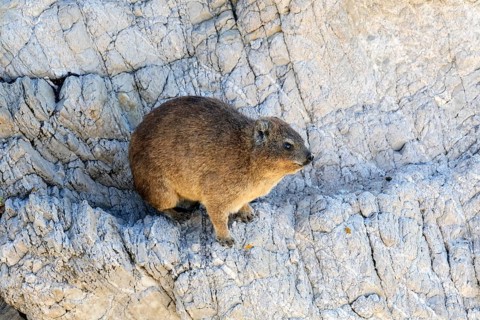 Rock hyrax (Procavia capensis), adult, rocks, alert, Stony Point, Betty's Bay, Western Cape, South