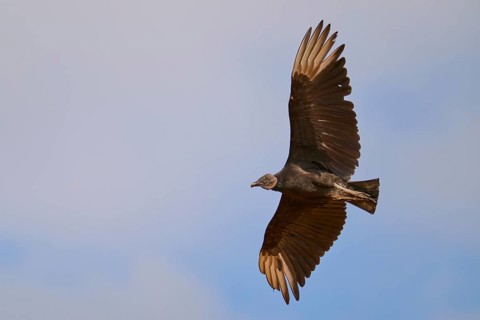 Vulture in flight with wings raised above the sky, Raven Vulture (Coragyps atratus), Pantanal, Mato