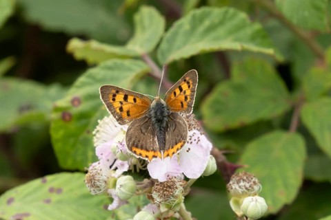 Small copper butterfly (Lycaena phlaeas) adult insect feeding on a bramble plant flower in summer,