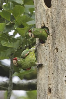 Finsch's Parakeet (Psittacara finschi), Costa Rica