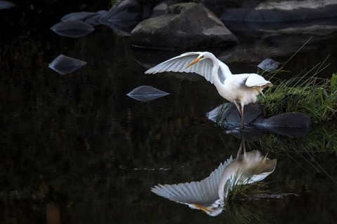 Great Egret (Ardea alba), Andalusia, Spain