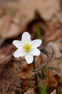 Wood anemone (Anemone nemorosa), flower, close-up, inflorescence, early bloomer, spring, Wilnsdorf,