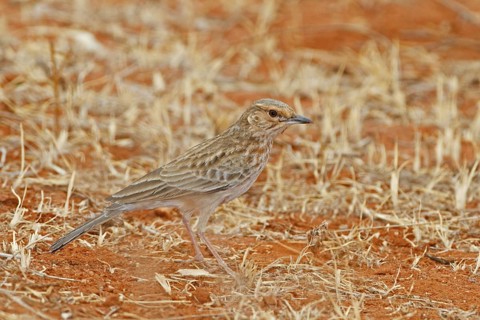 Pink-breasted Lark (Calendulauda poecilosterna), Samburu, Kenya