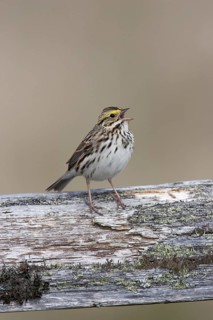 Savannah Sparrow (Passerculus sandwichensis) singing, British Columbia, Canada