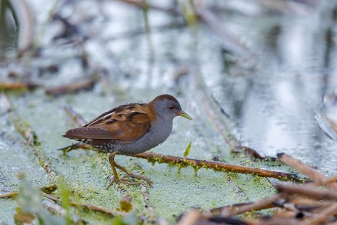Little Crake (Porzana parva) male, Lesvos, Greece
